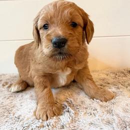 Pink Collar Girl - Red  female Goldendoodle puppy in San Augustine, Texas from Vintage Doodles