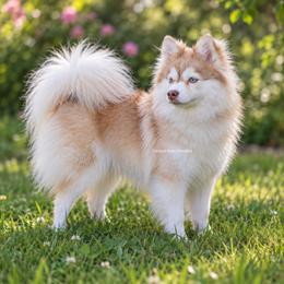 Khaleesi - Pomsky
