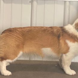 Pembroke Welsh Corgis from Tower Hill Corgis