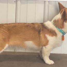 Pembroke Welsh Corgis from Tower Hill Corgis