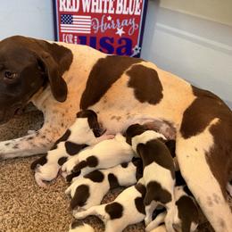 Merica - female German Shorthaired Pointer puppy in Six Mile, South Carolina from The Proper Pointer Co.