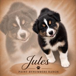 Jules - Black tri-color female Australian Shepherd puppy in Magee, Mississippi from Paint ByNumbers Ranch