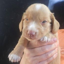 Jasper - Red male Dachshund puppy in Bigfork, Minnesota from Long Ears and Long Dogs Ranch