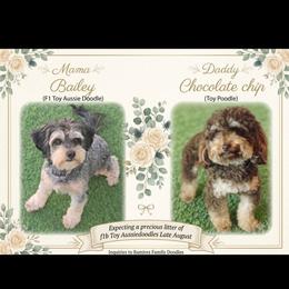 Aussiedoodle puppies from Ramirez Family Doodles