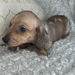 Gucci - Dapple male Dachshund puppy in Tulare, California from Dreamy Creamies