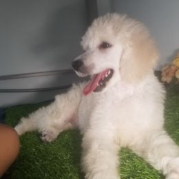 Poodle Puppies from Standard Hearts