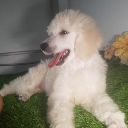 Poodle Puppies from Standard Hearts