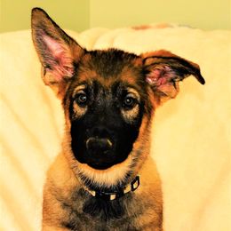 German Shepherd Puppies from Tinsley German Shepherds