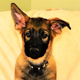 German Shepherd Puppies from Tinsley German Shepherds
