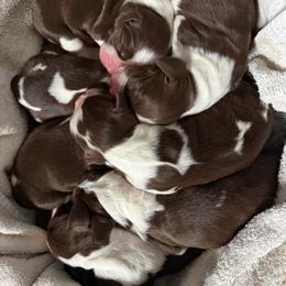 Boy 2 - Liver and white male English Springer Spaniel puppy in Scio, Oregon from Starlet Springers