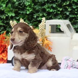 Tansy - Chocolate and cream female Dachshund puppy in Woodbine, Georgia from Bowdachs Miniatures