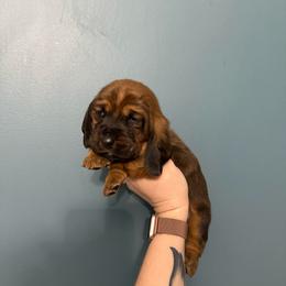 Hermoine Granger - Mahogany and white female Basset Hound puppy in Leroy, Michigan from Iron Sentry Farms