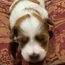 Pixel - Parti male Miniature Schnauzer puppy in Kentucky from Mrs Bs Teeny Schnauzers & Doodles