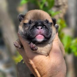 Fawn boy - Fawn male French Bulldog puppy in Polk City, Florida from Best Friend Frenchies, LLC