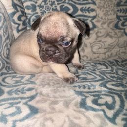 Clyde - Fawn male French Bulldog puppy in Amarillo, Texas from Bomb City Bulldogs
