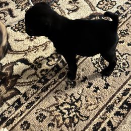 Pug Puppies from PNW Pugs