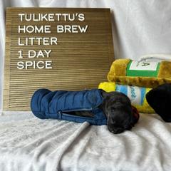 Finnish Lapphund Puppies from Tulikettu Kennel