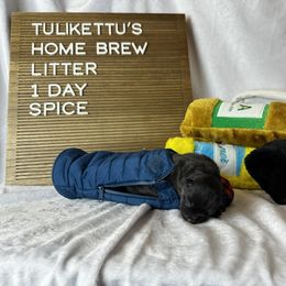 Finnish Lapphund Puppies from Tulikettu Kennel