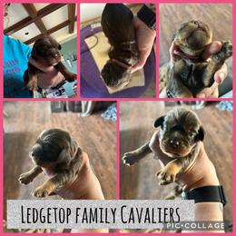 Pink - Chocolate female Cavalier King Charles Spaniel puppy in Greenleaf, Wisconsin from Ledgetop Family Cavaliers