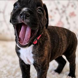 Girl 4 - Brindle female Boxer puppy in Howey In The Hills, Florida from Bayla Belle & Blossom's Boxers