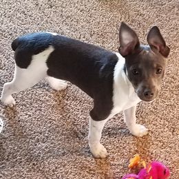 Rat Terriers from Deenise's Rat Terriers