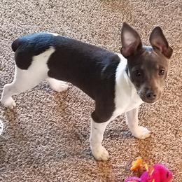 Rat Terriers from Deenise's Rat Terriers