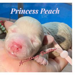 Princess Peach - White female Poodle puppy in Oceanside, New York from Anastasia Poodles three four seven seven five four two three four five