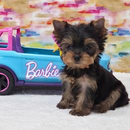 Millie TEACUP - Blue and gold female Yorkshire Terrier puppy in Monticello, Iowa from Ashley’s Puppies