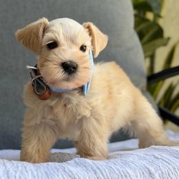 Cody - Wheaten male Miniature Schnauzer puppy in Montebello, California from Rod Schnauzers