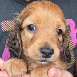 Graham - Sable male Dachshund puppy in West Plains, Missouri from Little Legs Legacy