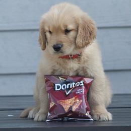 Australian Shepherd and Golden Retriever Puppies from Sterling Valleys Goldens and Aussies