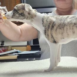 Girl 1 - Fawn brindle female Whippet puppy in Kalamazoo, Michigan from Clarriott Whippets & Cavapoos