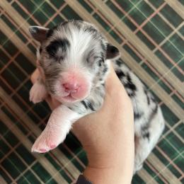 Artic - Blue merle male Australian Shepherd puppy in El Dorado Hills, California from Trinity Aussies