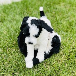 Sheepadoodle Puppies from Downriver Doodles