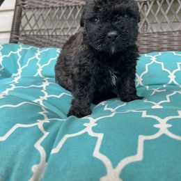 Allie - Silver and gray female Bouvier des Flandres puppy in Buffalo, Missouri from Noble Bouviers