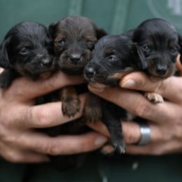 Dachshund puppies from Fox Hill Farm & K9