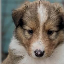 Old Time Scotch Collies from Sandy Bottoms Farm