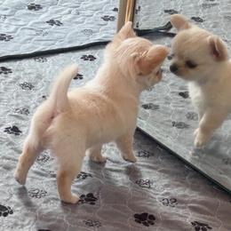 Chihuahua and Labrador Retriever Puppies from Cranbrook Kennels