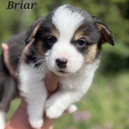 Briar - Black and tan male Pembroke Welsh Corgi puppy in Montague, California from Shasta Valley Pembrokes