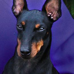 Manchester Terrier All Grown Up from Burmack Manchester Terriers