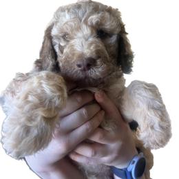 Teddy - Apricot male Poodle puppy in Sierra Vista, Arizona from KnightWatch K-9