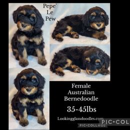 Pepe Le Pew - Phantom female Bernedoodle puppy in Roseburg, Oregon from Lookingglass Doodles