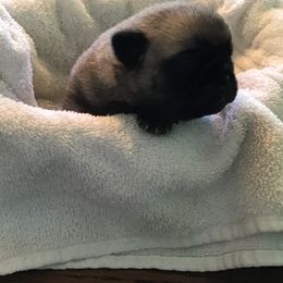 Boy 2 - Pug puppy from Khloe’s WV Pugs