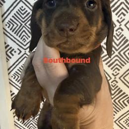 Sully - Chocolate and tan male Dachshund puppy in Leoma, Tennessee from Southbound Kennel