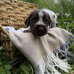 Wirehaired Pointing Griffon Puppies from Idleista Grand Chasseur