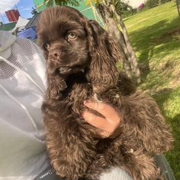 Hershey (Blue collar) - Brown male Cocker Spaniel puppy in Glastonbury, Connecticut from Hillside kennels