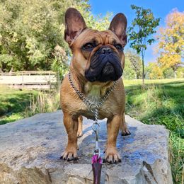 Foxy - French Bulldog