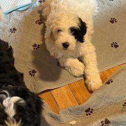 Vixen - Black and white male Sheepadoodle puppy in Candler, North Carolina from Celia's Sheepadoodles