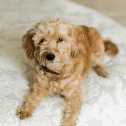 Goldendoodles from Leonards Doodles