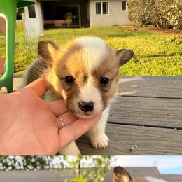 Girl 5 - Sable female Pembroke Welsh Corgi puppy in Snelling, California from A/L Corgi Canines